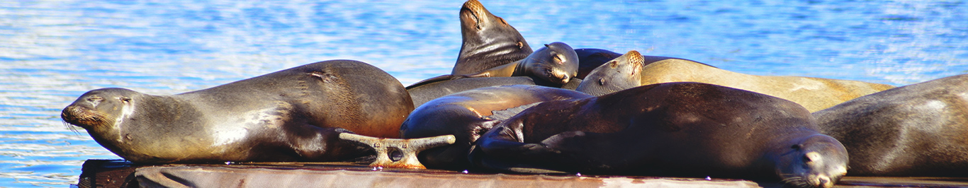 Things to do in Oceanside CA